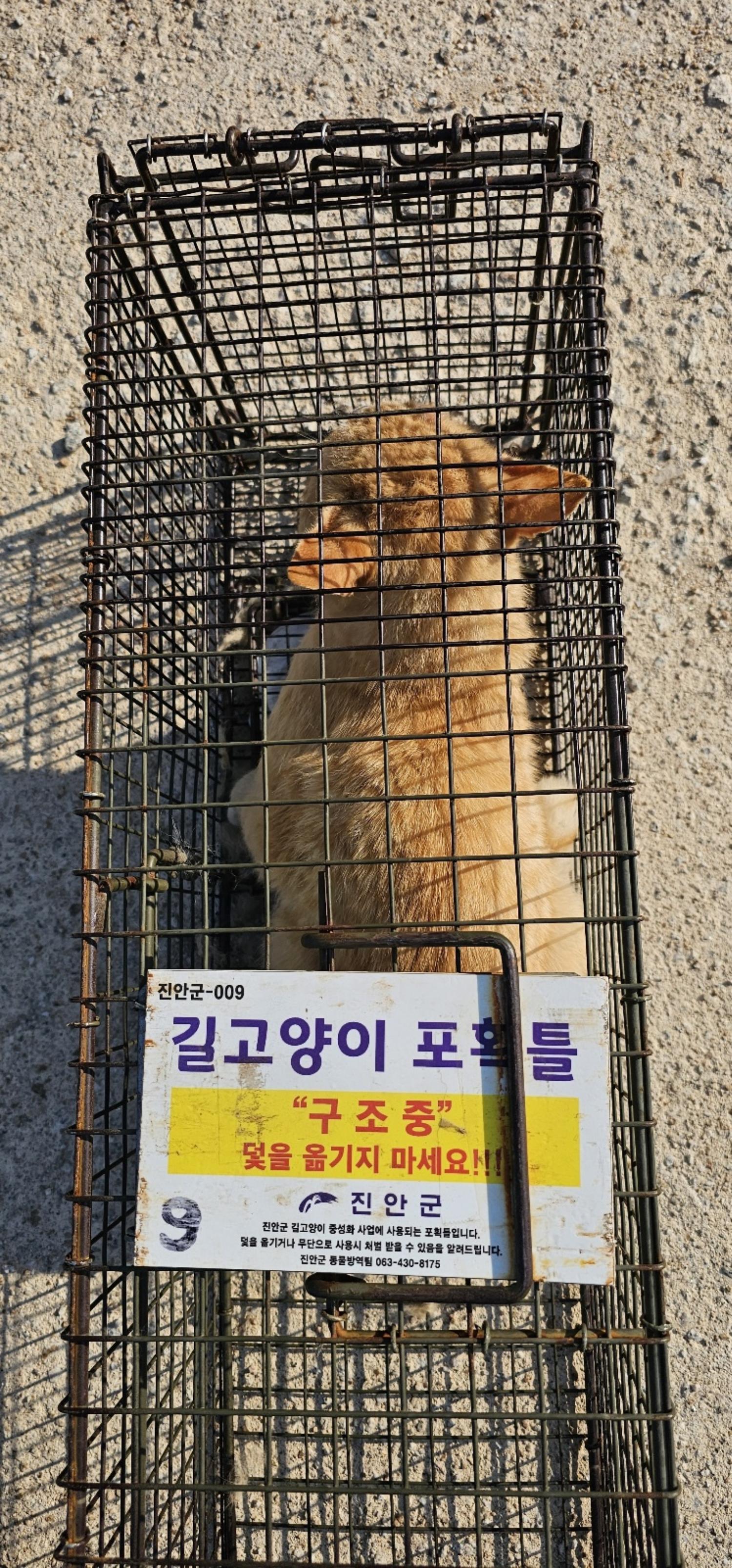보호중동물사진 공고번호-전북-진안-2024-00328