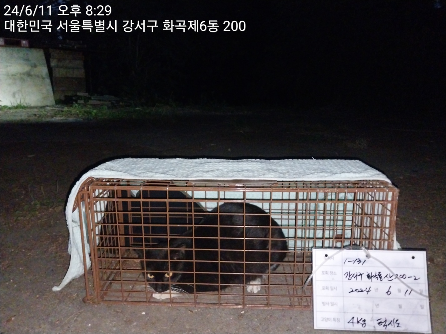 보호중동물사진 공고번호-서울-강서-2024-00233