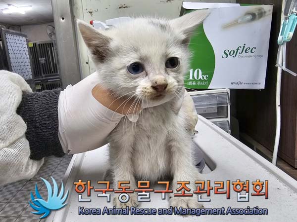 공고 번호가 경기-연천-2024-00253인 한국 고양이 동물 사진