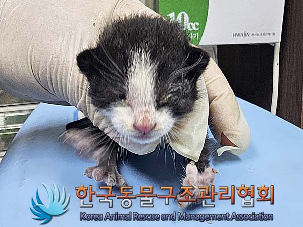 공고 번호가 서울-성북-2024-00079인 한국 고양이 동물 사진  