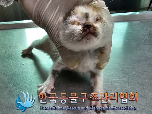 공고 번호가 경기-양주-2024-00267인 한국 고양이 동물 사진  