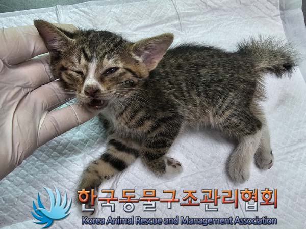 공고 번호가 서울-중랑-2024-00083인 한국 고양이 동물 사진  