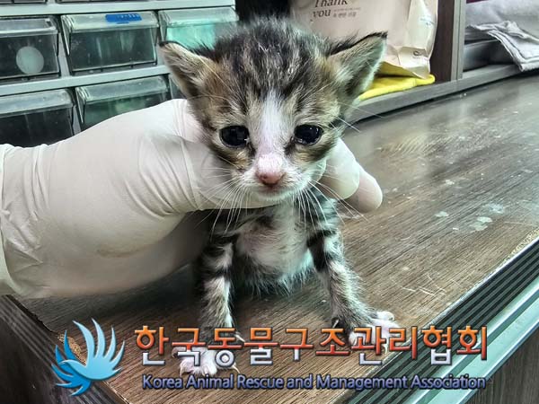 공고 번호가 경기-파주-2024-00498인 한국 고양이 동물 사진