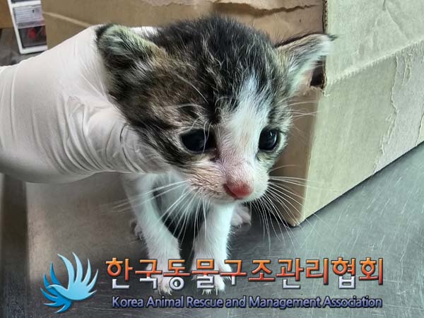 공고 번호가 경기-파주-2024-00499인 한국 고양이 동물 사진