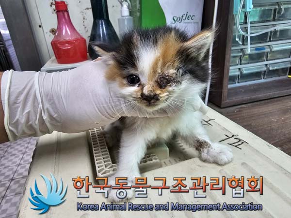 공고 번호가 경기-파주-2024-00494인 한국 고양이 동물 사진