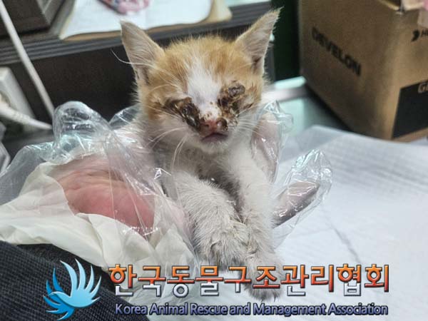 공고 번호가 경기-구리-2024-00061인 한국 고양이 동물 사진