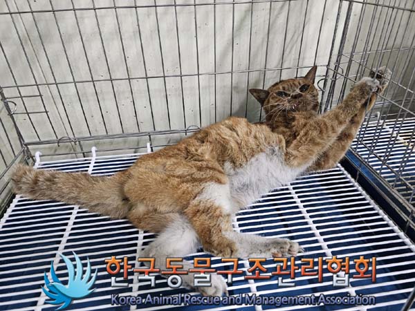 공고 번호가 서울-강서-2024-00081인 한국 고양이 동물 사진  