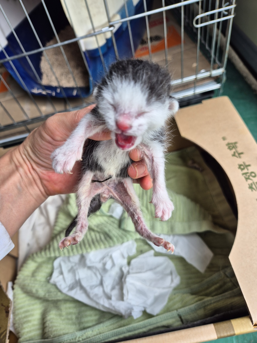 공고 번호가 경남-거창-2024-00289인 한국 고양이 동물 사진  