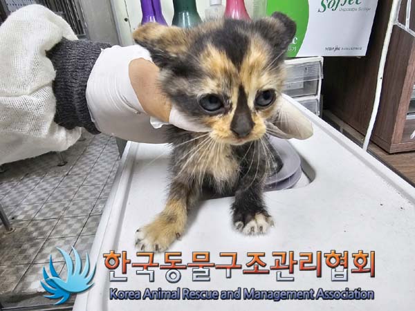 공고 번호가 경기-연천-2024-00254인 한국 고양이 동물 사진