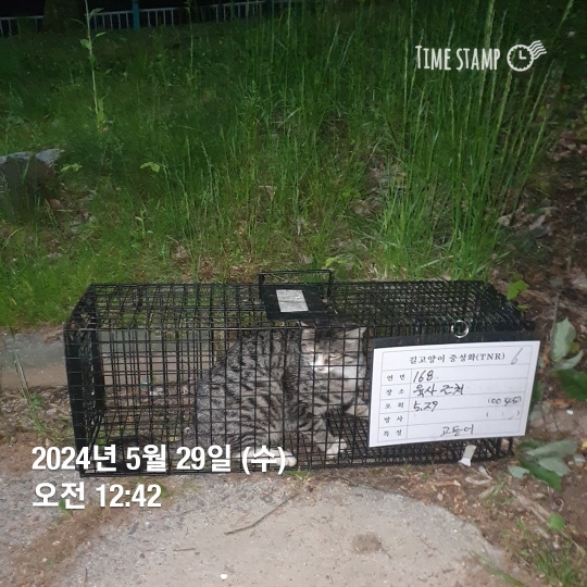 보호중동물사진 공고번호-서울-노원-2024-00350