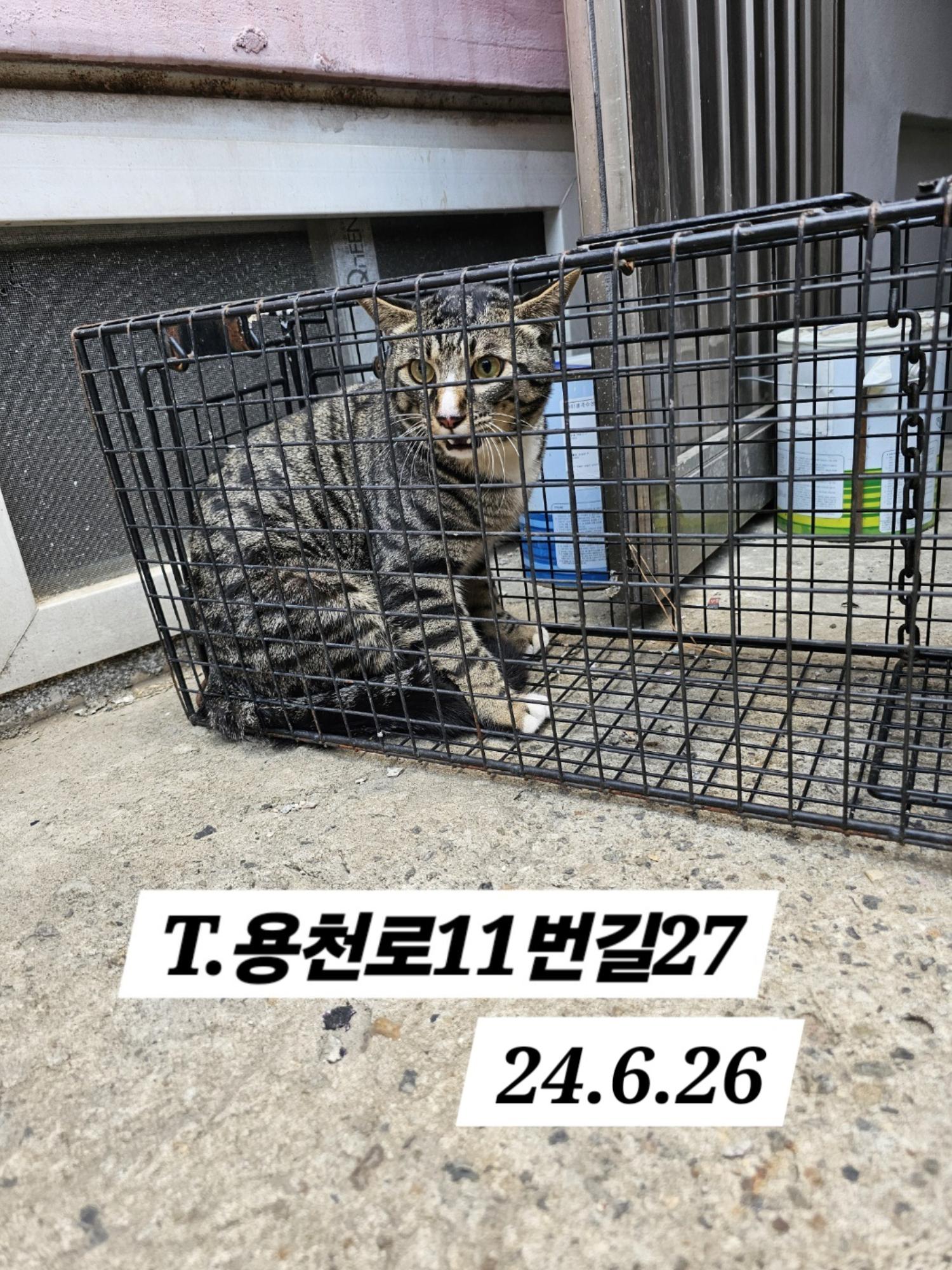 보호중동물사진 공고번호-인천-남동-2024-00381