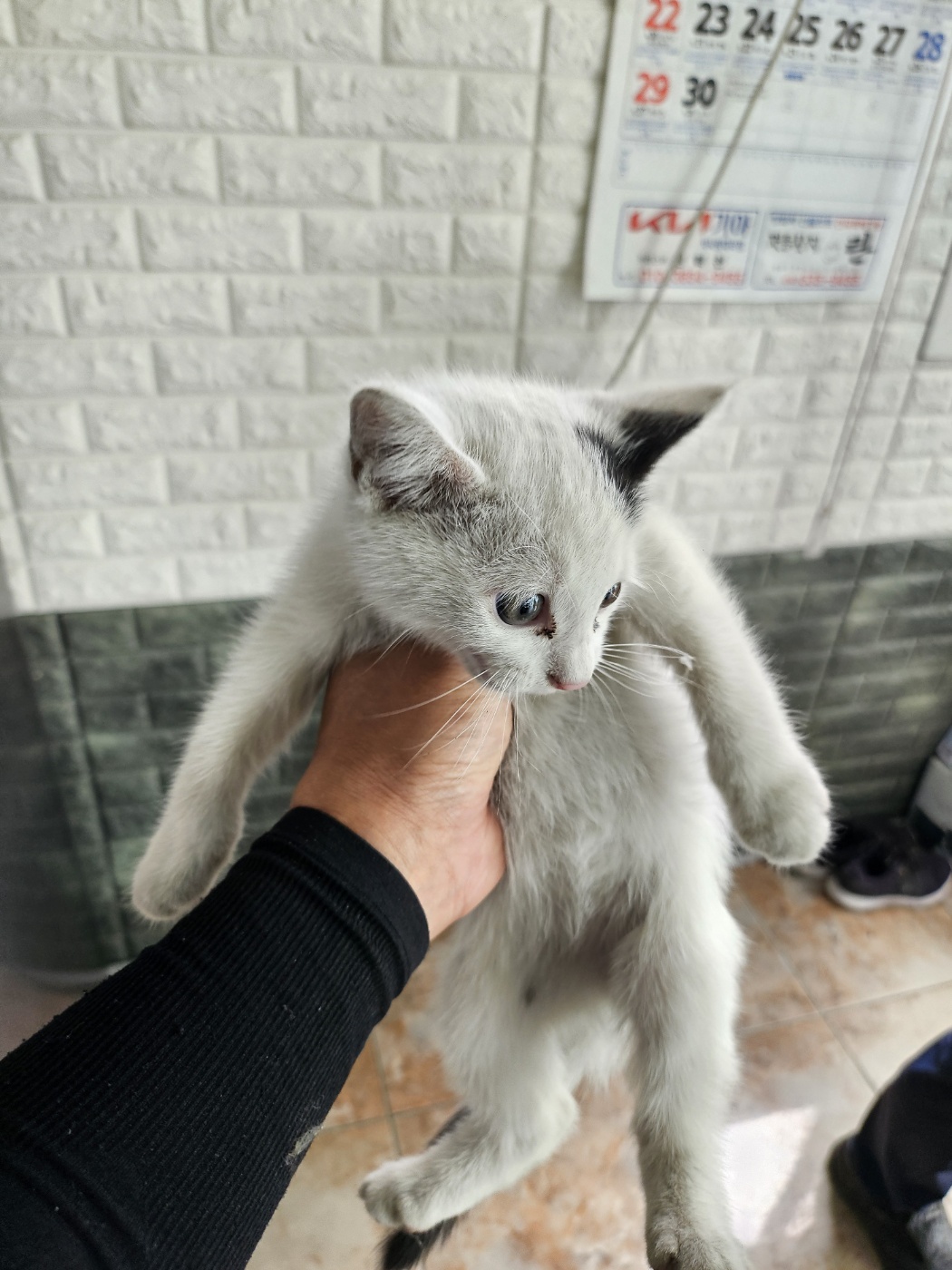 공고 번호가 전북-정읍-2024-00499인 한국 고양이 동물 사진