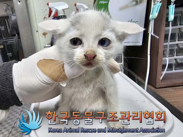 공고 번호가 경기-연천-2024-00252인 한국 고양이 동물 사진