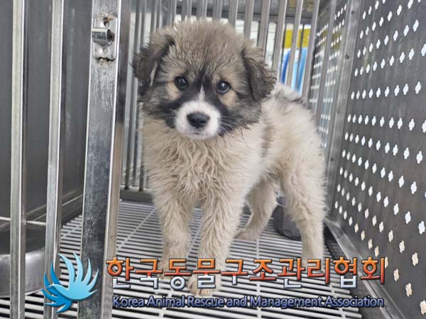 공고 번호가 경기-김포-2024-00415인 믹스견 동물 사진