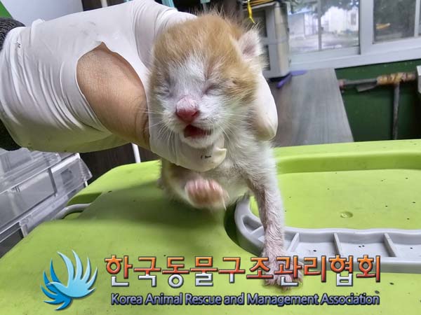 공고 번호가 경기-김포-2024-00417인 한국 고양이 동물 사진