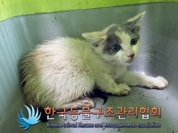 공고 번호가 서울-영등포-2024-00042인 한국 고양이 동물 사진