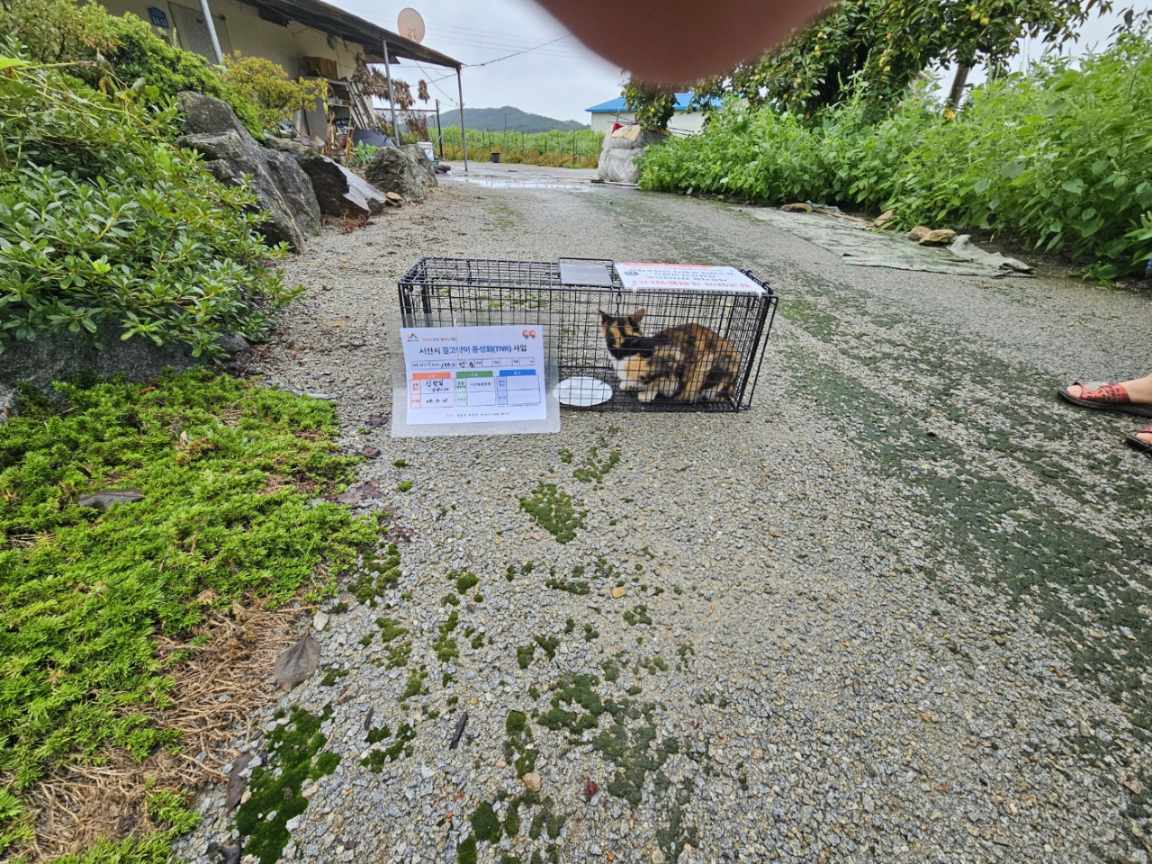 보호중동물사진 공고번호-충남-서산-2024-00530