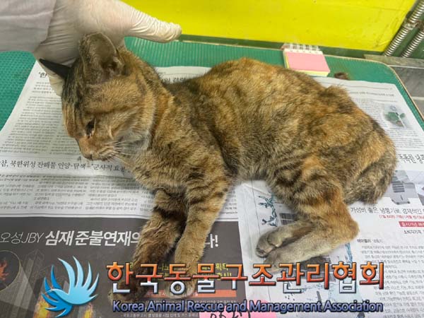 공고 번호가 서울-은평-2024-00128인 한국 고양이 동물 사진  