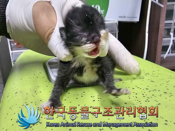 공고 번호가 경기-김포-2024-00418인 한국 고양이 동물 사진