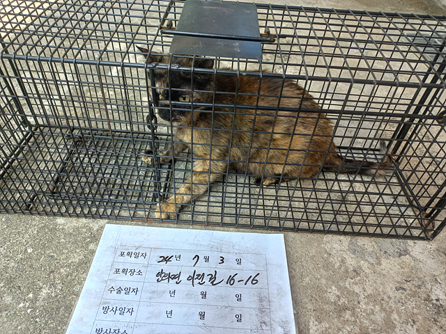 보호중동물사진 공고번호-경남-함양-2024-00170