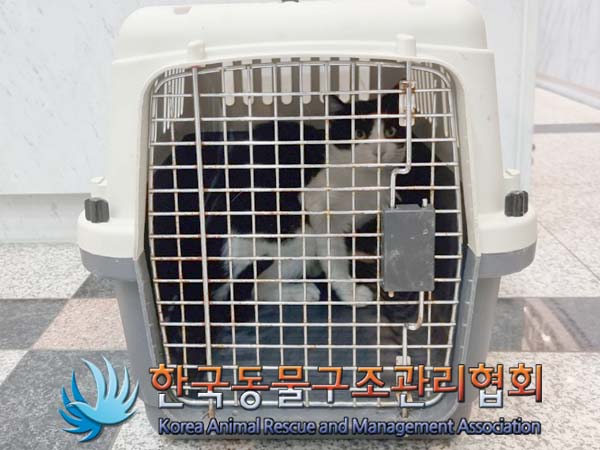 공고 번호가 서울-중랑-2024-00068인 한국 고양이 동물 사진
