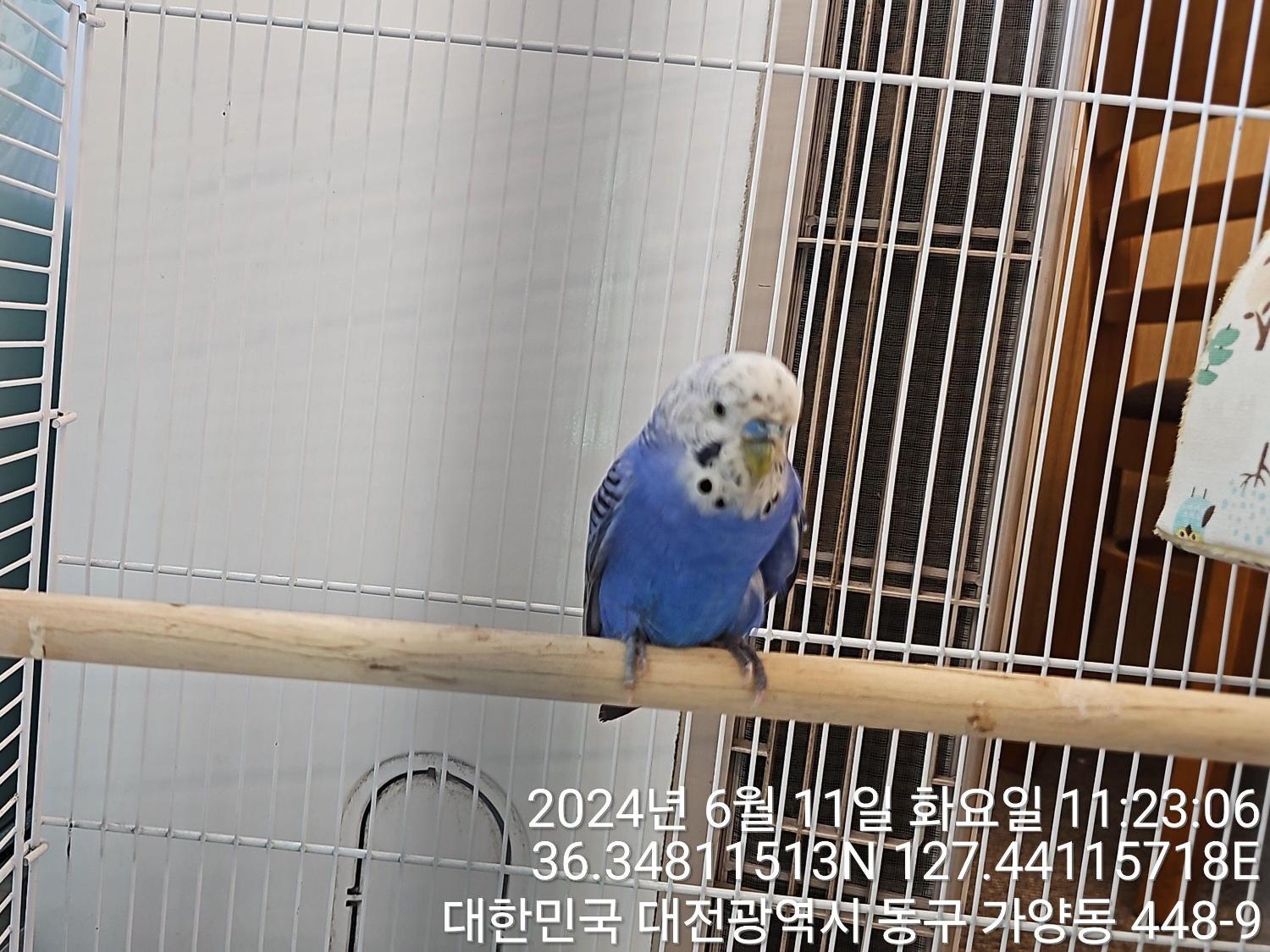 공고 번호가 대전-동구-2024-00163인 기타축종 동물 사진
