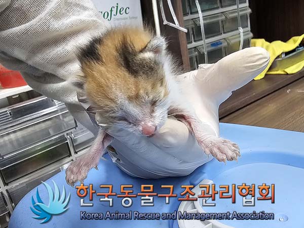 공고 번호가 서울-강서-2024-00079인 한국 고양이 동물 사진