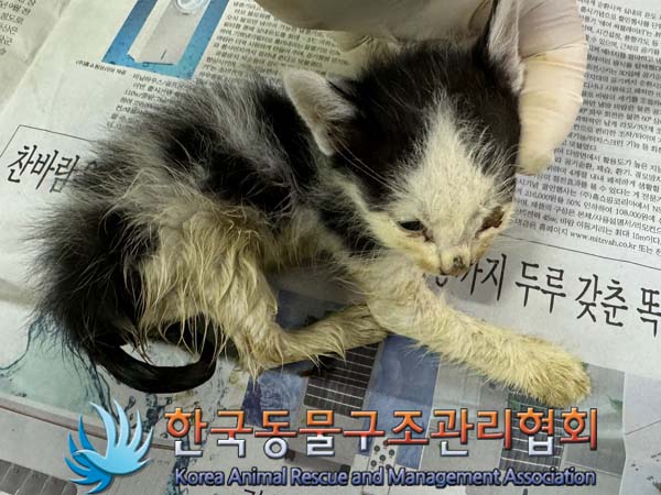 공고 번호가 서울-성동-2024-00054인 한국 고양이 동물 사진  