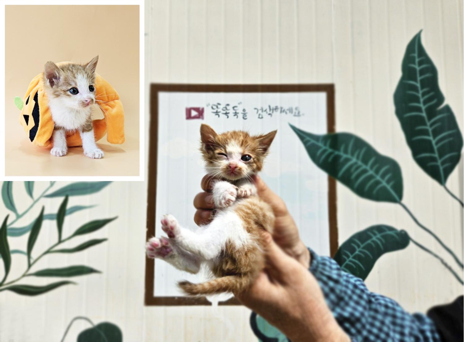 공고 번호가 경북-포항-2024-00540인 한국 고양이 동물 사진