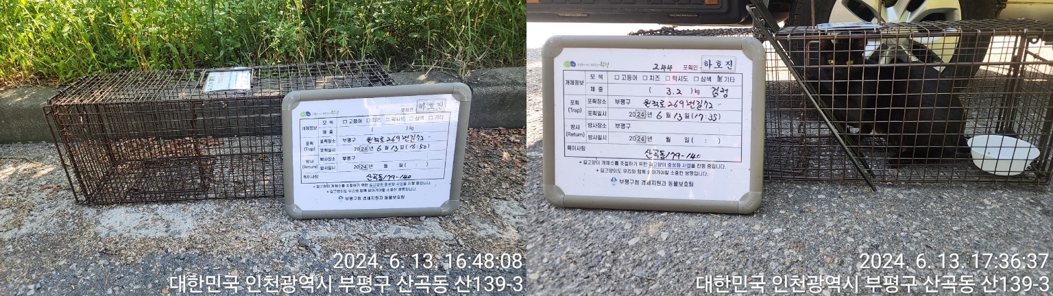 보호중동물사진 공고번호-인천-부평-2024-00312