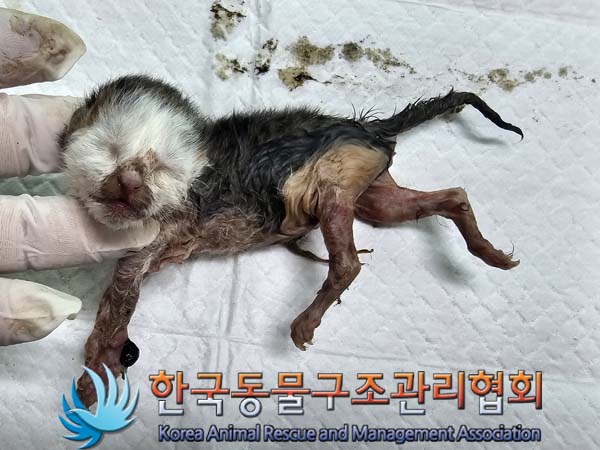 공고 번호가 서울-송파-2024-00057인 한국 고양이 동물 사진  