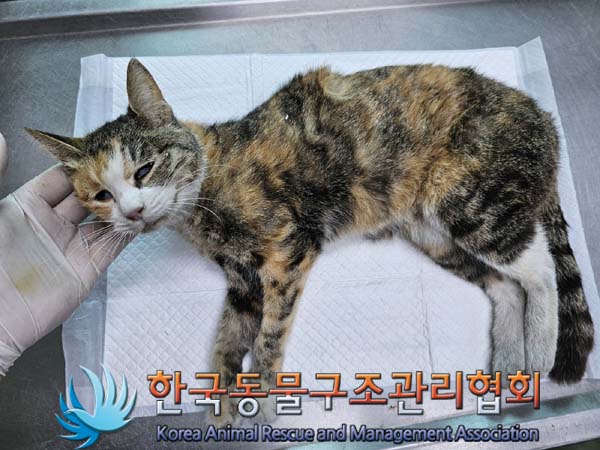 공고 번호가 서울-송파-2024-00056인 한국 고양이 동물 사진  