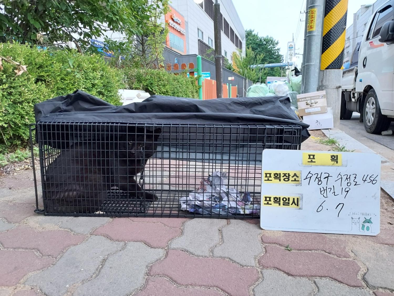 보호중동물사진 공고번호-경기-성남-2024-00413