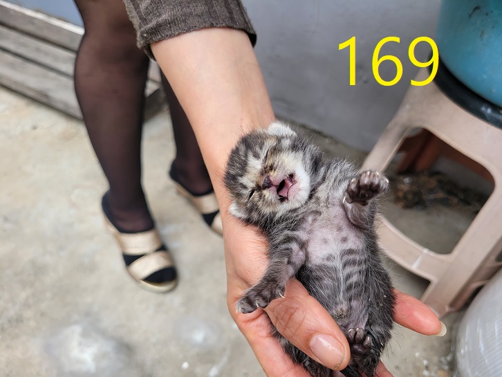 공고 번호가 인천-계양-2024-00170인 한국 고양이 동물 사진