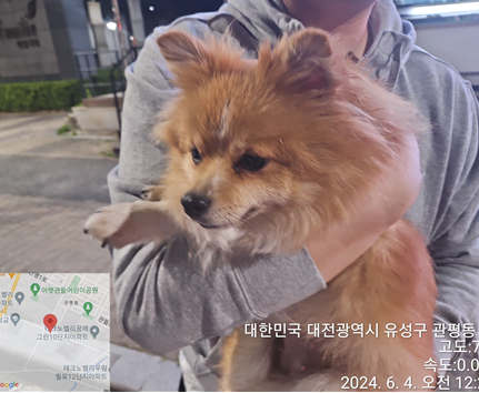 공고 번호가 대전-유성-2024-00173인 믹스견 동물 사진  