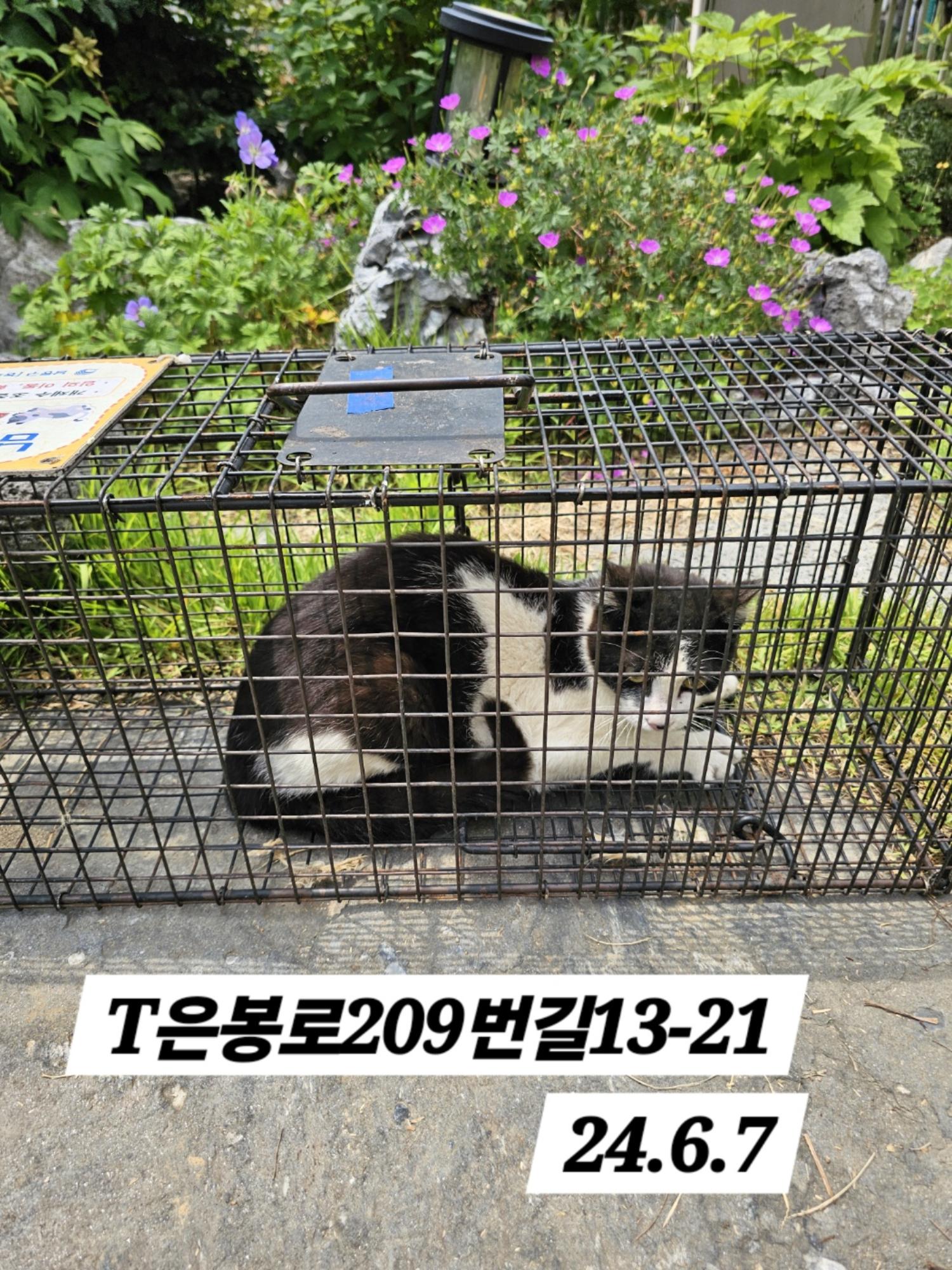 보호중동물사진 공고번호-인천-남동-2024-00351