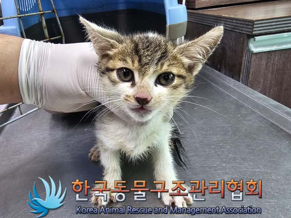 공고 번호가 경기-연천-2024-00249인 한국 고양이 동물 사진