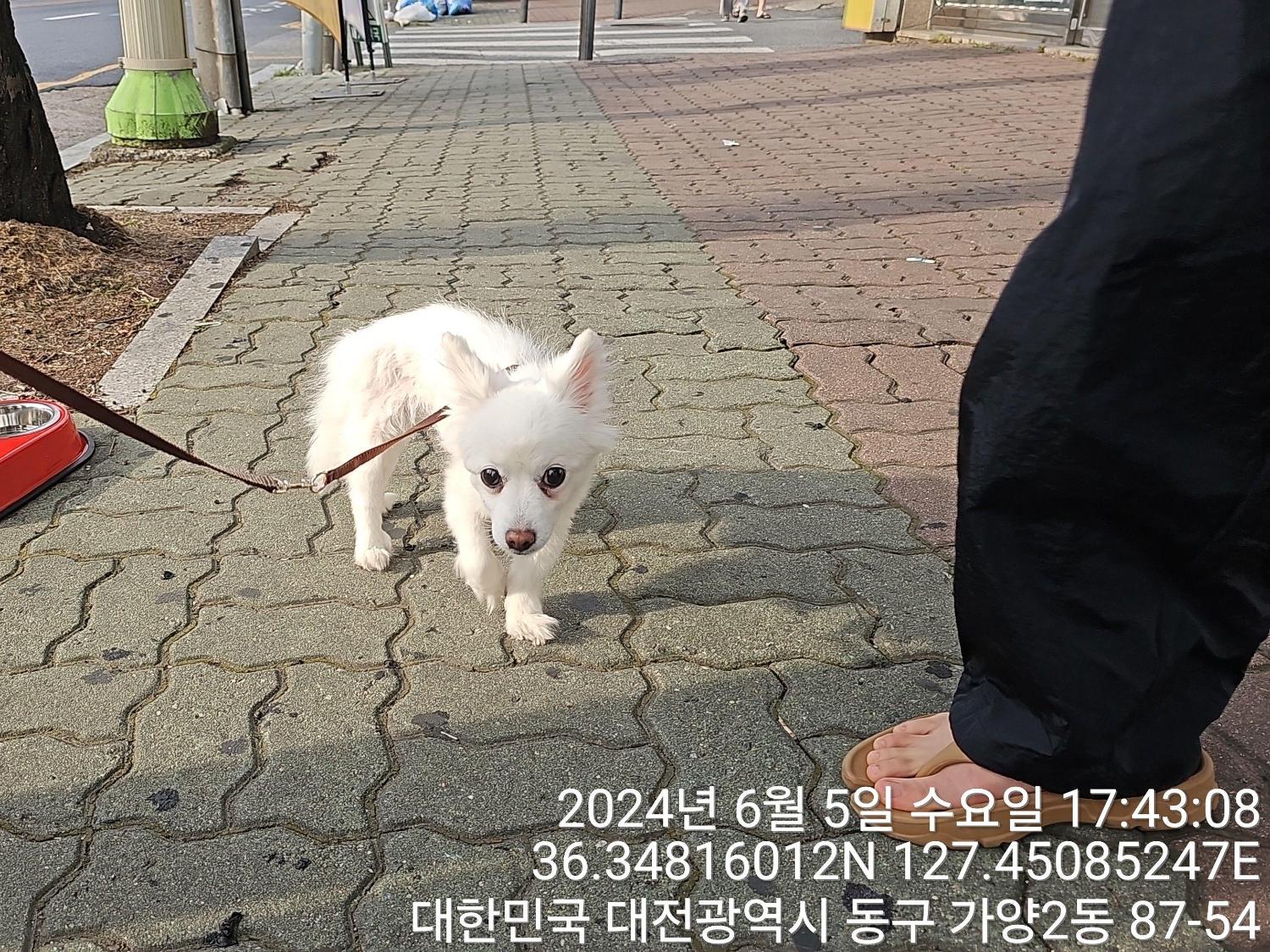공고 번호가 대전-동구-2024-00156인 스피츠 동물 사진  