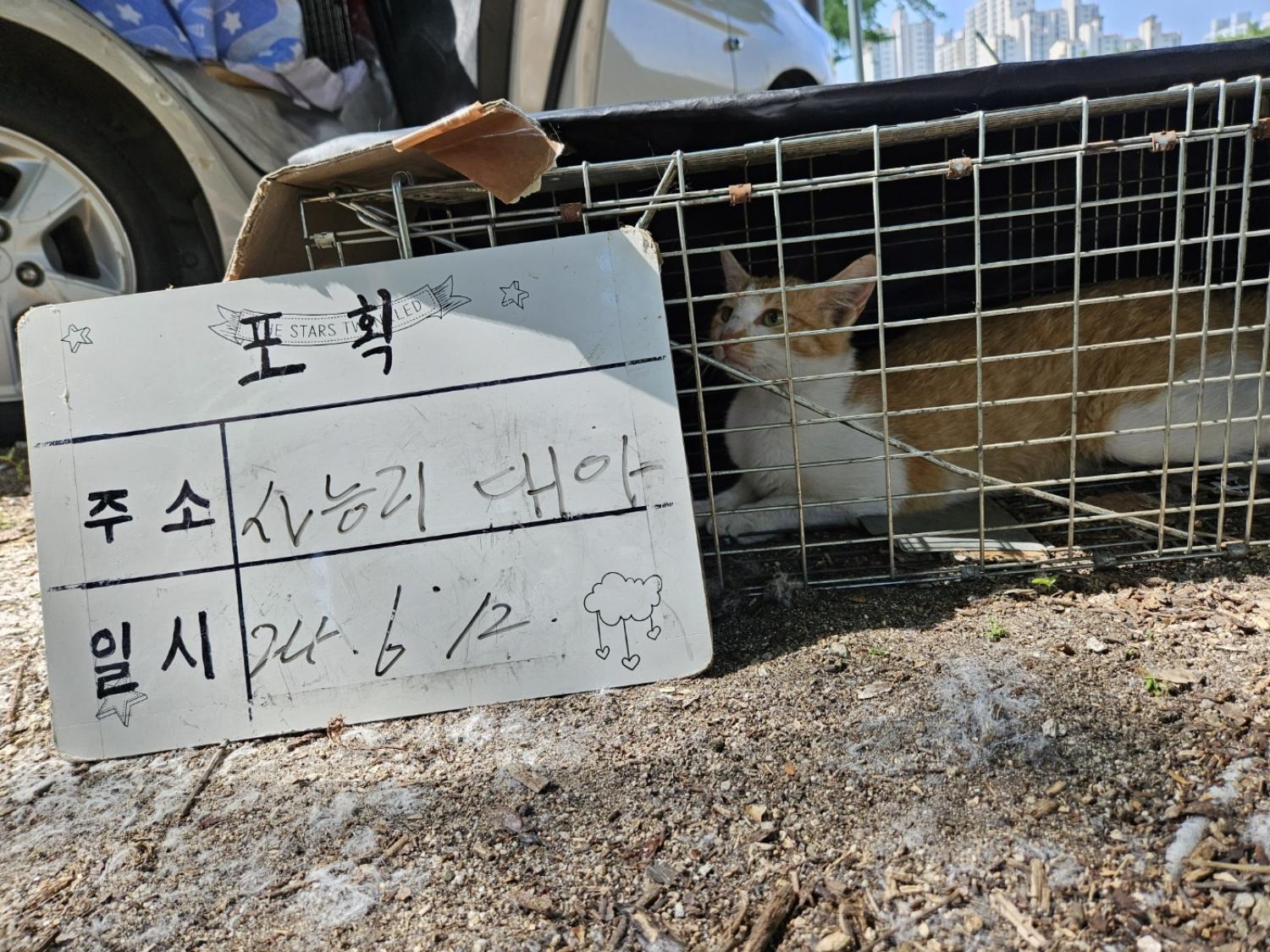 보호중동물사진 공고번호-경기-남양주-2024-01290