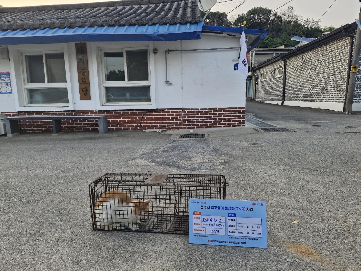 보호중동물사진 공고번호-전북-전주-2024-01237