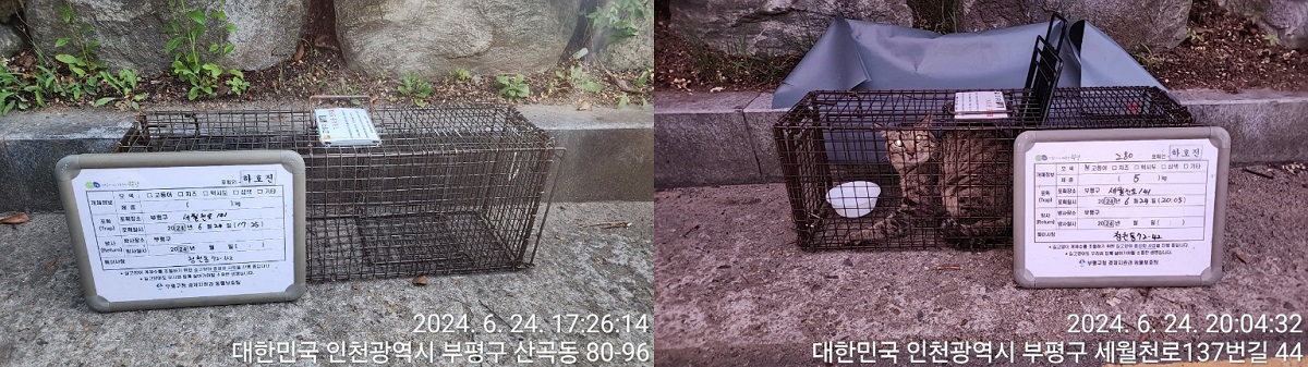 보호중동물사진 공고번호-인천-부평-2024-00339