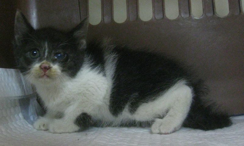 공고 번호가 울산-중구-2024-00175인 한국 고양이 동물 사진