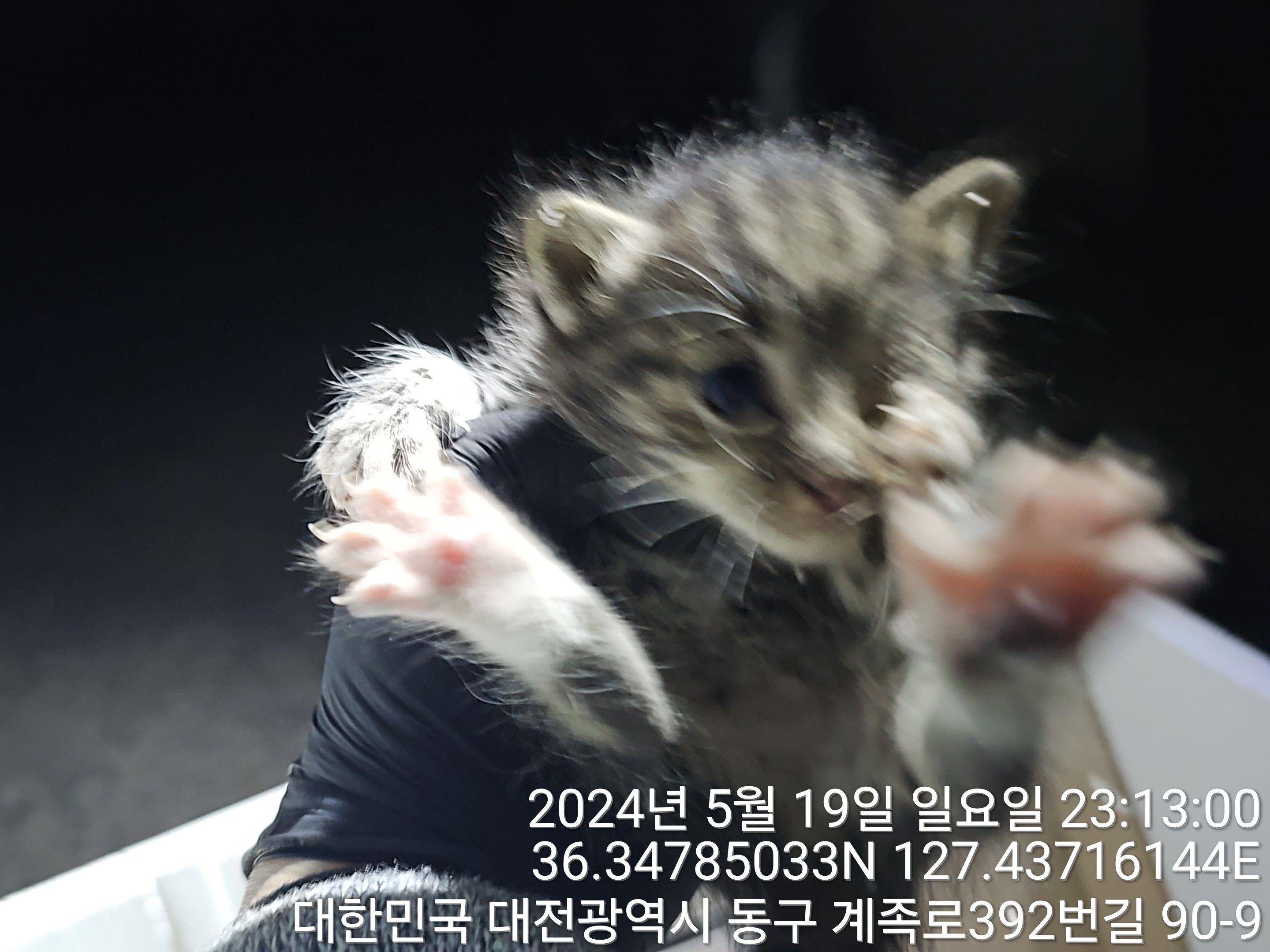 공고 번호가 대전-동구-2024-00135인 한국 고양이 동물 사진  