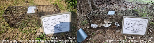 보호중동물사진 공고번호-인천-부평-2024-00262