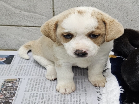 공고 번호가 강원-원주-2024-00565인 믹스견 동물 사진