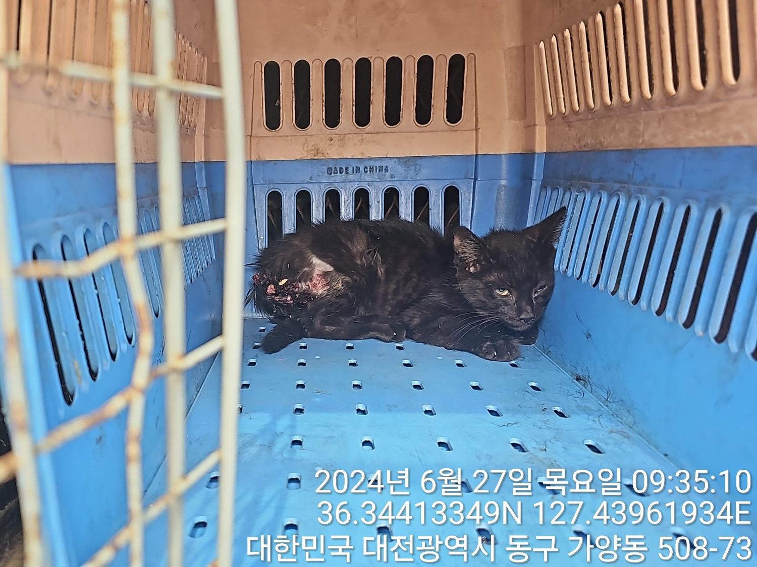 공고 번호가 대전-동구-2024-00178인 한국 고양이 동물 사진