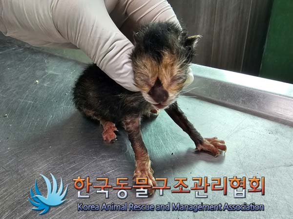 공고 번호가 서울-강서-2024-00095인 한국 고양이 동물 사진  