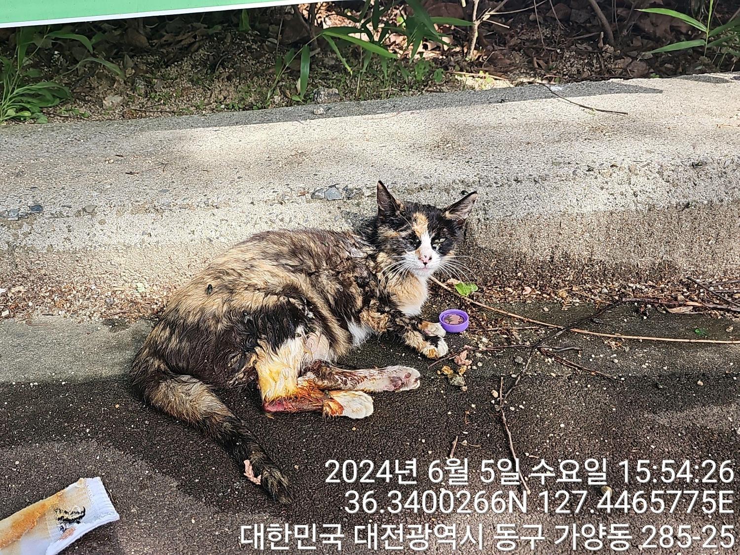 공고 번호가 대전-동구-2024-00155인 한국 고양이 동물 사진  