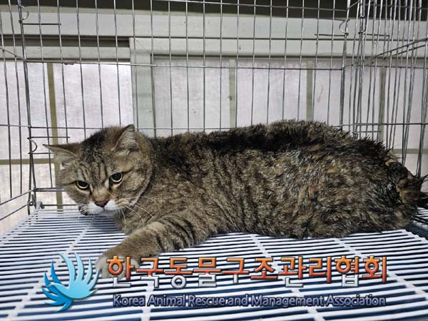 공고 번호가 서울-중랑-2024-00065인 한국 고양이 동물 사진  