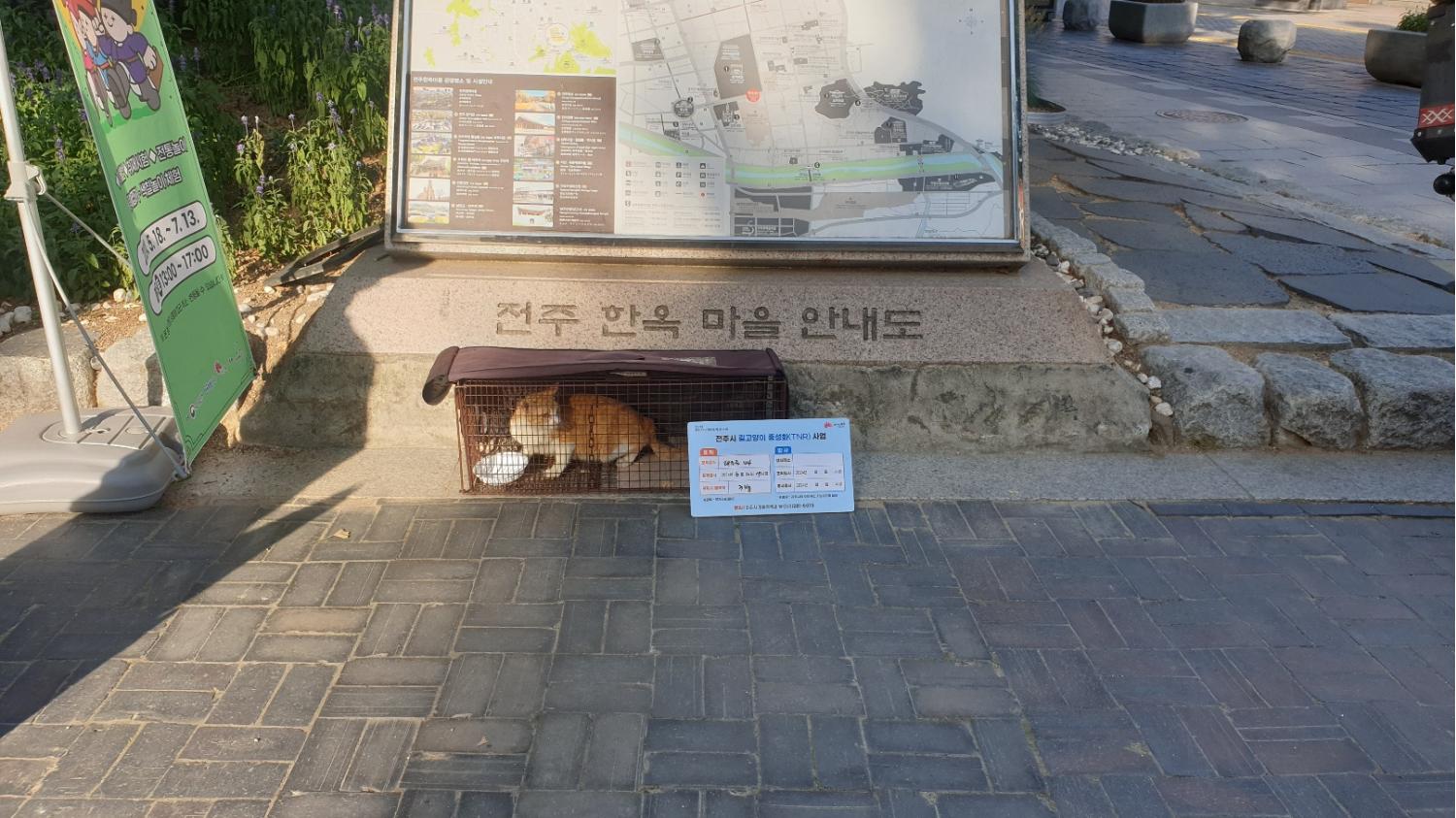 보호중동물사진 공고번호-전북-전주-2024-01257